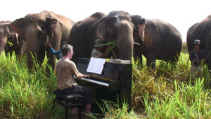 http://www.musicoguia.com/musica-para-elefantes/